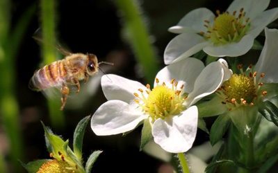 Without Hindrance: Giving God the Opportunity to Express His Heart In, With, and Through You, i.e., Doing the Works Jesus Did and Greater – Life Lesson No. 85: The Sweet Flow of Life