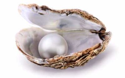 Precious Pearls are in Shells