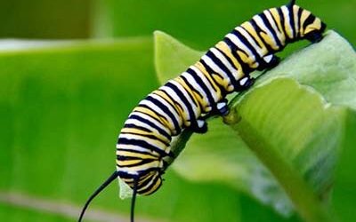 Thoughts, Words, Actions: The Building Blocks of Your Life Story for Idleness or Glory – Life Lesson No. 62: A Butterfly is No Longer a Caterpillar – Focus Forward and Not Back