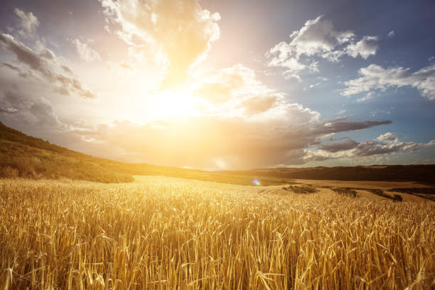 The Joy of Knowing Him – The Greatest Adventure of All – Life Lesson No. 2: God Who Sows